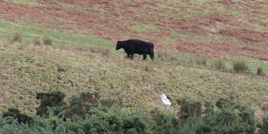 Scottish borders cow on a hillside